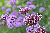 VERBENA BONARIENSIS