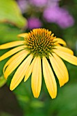 ECHINACEA PURPUREA HARVEST MOON