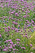 VERBENA BONARIENSIS