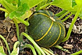 CUCURBITA PEPO CONVAR. GIROMONTIINA EIGHT BALL