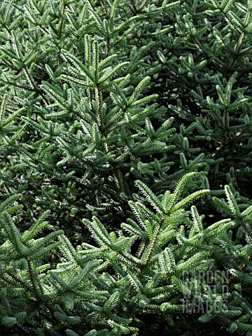 ABIES_PINSAPO_GLAUCA_SPANISH_FIR