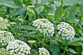 AMMI MAJUS QUEEN OF AFRICA