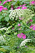 AMMI MAJUS QUEEN OF AFRICA