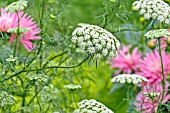 AMMI MAJUS QUEEN OF AFRICA