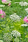 AMMI MAJUS QUEEN OF AFRICA