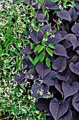 EUPHORBIA HYPERICIFOLIA DIAMOND FROST AND IPOMOEA BATATAS BLACK HEART