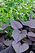 IPOMOEA BATATAS BLACK HEART AND EUPHORBIA HYPERICIFOLIA DIAMOND FROST