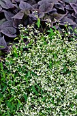 EUPHORBIA HYPERICIFOLIA DIAMOND FROST AND IPOMOEA BATATAS BLACK HEART