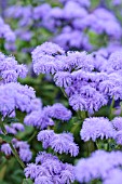 AGERATUM HOUSTONIANUM BLUE HORIZON