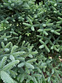 ABIES PINSAPO GLAUCA, SPANISH FIR