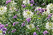 CLEOME HASSLERANA SPARKLER WHITE AND VERBENA BONARIENSIS