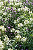 CLEOME HASSLERANA SPARKLER WHITE AND VERBENA BONARIENSIS