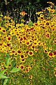 COREOPSIS TINCTORIA