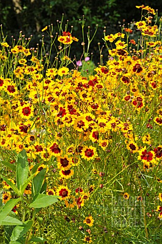 COREOPSIS_TINCTORIA