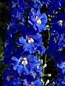 DELPHINIUM ELATUM JUBELRUF, LARKSPUR