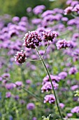 VERBENA BONARIENSIS