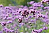 VERBENA BONARIENSIS