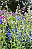 SALVIA PATENS BLUE ANGEL