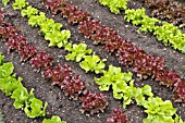 LACTUCA SATIVA VAR. CRISPA KIPLING, SIRMAI,  LOLLO BIONDA, AND LOLLO ROSSO