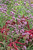 VERBENA BONARIENSIS AND AMARANTHUS CRUENTUS