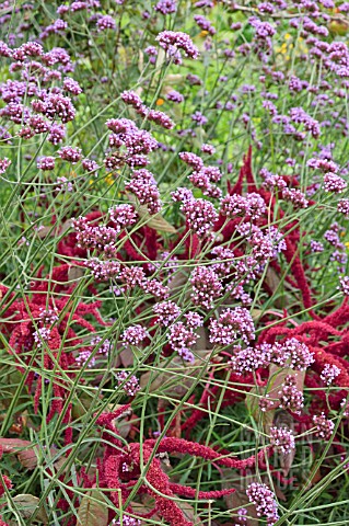 VERBENA_BONARIENSIS_AND_AMARANTHUS_CRUENTUS