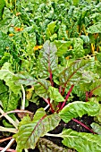 BETA VULGARIS VAR. CICLA RHUBARB CHARD AND CALENDULA OFFICINALIS