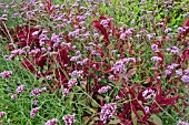 VERBENA BONARIENSIS AND AMARANTHUS CRUENTUS