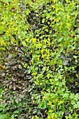 TROPAEOLUM PEREGRINUM SYN. TROPAEOLUM CANARIENSE