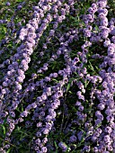 BUDDLEJA ALTERNIFOLIA, FOUNTAIN BUDDLEIA