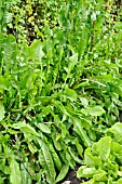 CICHORIUM INTYBUS RED RIB