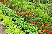 LACTUCA SATIVA AND TAGETES