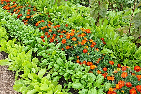 LACTUCA_SATIVA_AND_TAGETES