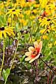 DAHLIA AND RUDBECKIA FULGIDA