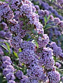 BUDDLEJA ALTERNIFOLIA, FOUNTAIN BUDDLEIA