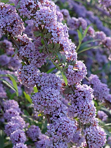 BUDDLEJA_ALTERNIFOLIA_FOUNTAIN_BUDDLEIA