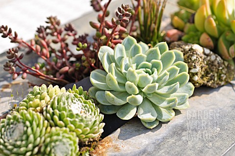 SUCCULENTS_IN_A_METAL_CONTAINER