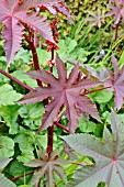 RICINUS COMMUNIS