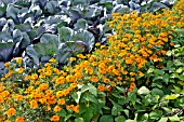 BRASSICA OLERACEA VAR. CAPITATA F. RUBRA, TAGETES PATULA SUNBURST ORANGE AND PHASEOLUS VULGARIS