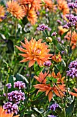 DAHLIA AND VERBENA BONARIENSIS