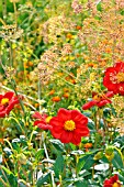 DAHLIA ROTKAEPPCHEN AND ANETHUM GRAVEOLENS