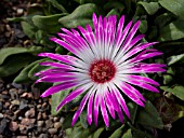 DOROTHEANTHUS BELLIDIFORMIS, MIDDAY FLOWER