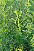 ARTEMISIA ALBA SYN. ARTEMISIA CAMPHORATA