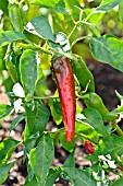 CAPSICUM ANNUUM CAYENNE