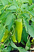 CAPSICUM ANNUUM FEHER