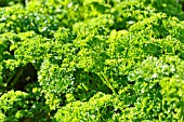 PETROSELINUM CRISPUM GRUENE PERLE