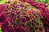 SOLENOSTEMON SCUTELLARIOIDES WIZARD MIX SYN. COLEUS BLUMEI WIZARD MIX