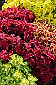 SOLENOSTEMON SCUTELLARIOIDES WIZARD MIX SYN. COLEUS BLUMEI WIZARD MIX