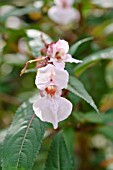 IMPATIENS BALSAMINA