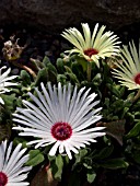 DOROTHEANTHUS BELLIDIFORMIS, MIDDAY FLOWER