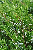 JUNIPERUS